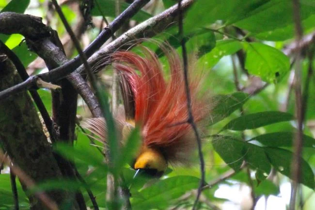 Ringkasan burung-burung syurga yang paling indah