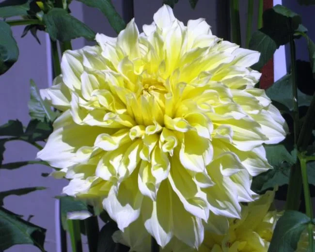 Bunga dahlia kuning yang cantik