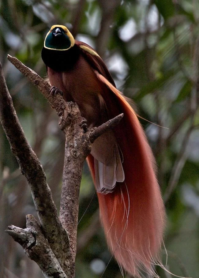 Ringkasan burung-burung syurga yang paling indah