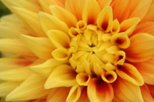 Bunga dahlia kuning yang cantik