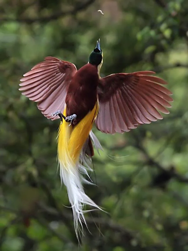 Ringkasan burung-burung syurga yang paling indah
