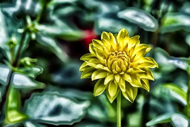 Bunga dahlia kuning yang cantik