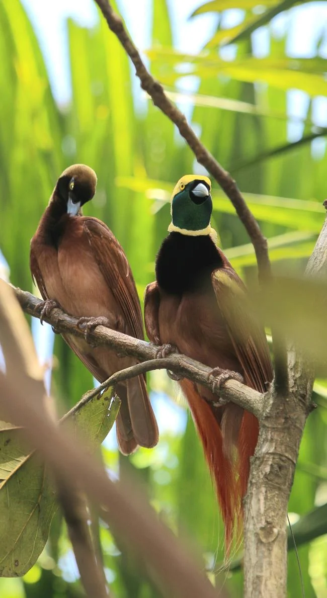 Ringkasan burung-burung syurga yang paling indah