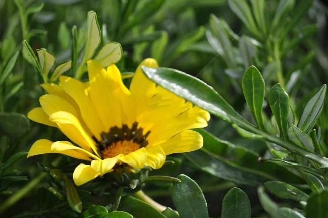 Bunga dahlia kuning yang cantik