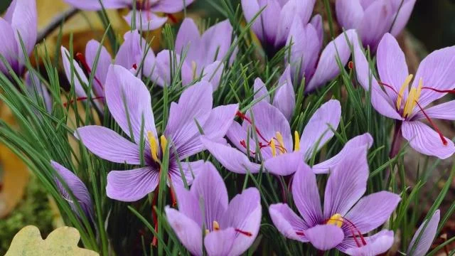 Menggabungkan gambar bunga safron yang paling indah