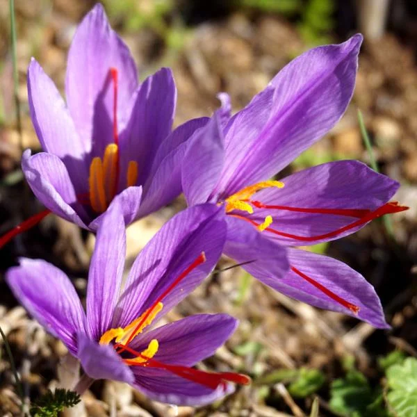 Menggabungkan gambar bunga safron yang paling indah