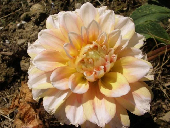 Bunga dahlia kuning yang cantik