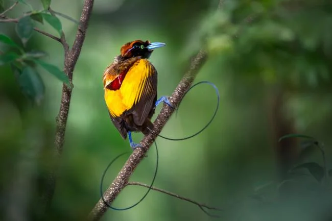 Ringkasan burung-burung syurga yang paling indah