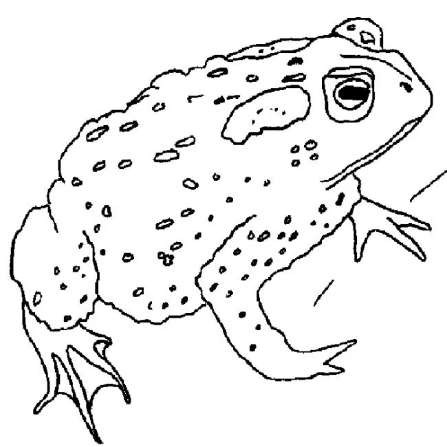 Koleksi mewarnai katak paling indah untuk bayi Anda