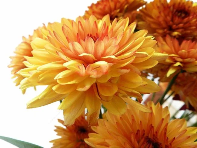 Bunga dahlia kuning yang cantik