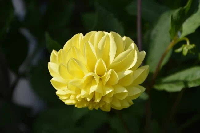 Bunga dahlia kuning yang cantik
