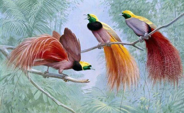Ringkasan burung-burung syurga yang paling indah