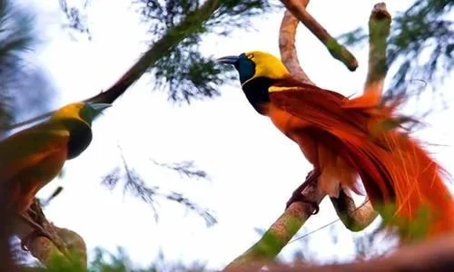 Ringkasan burung-burung syurga yang paling indah