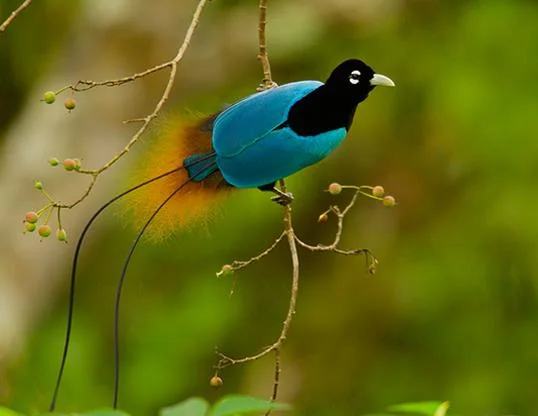 Ringkasan burung-burung syurga yang paling indah