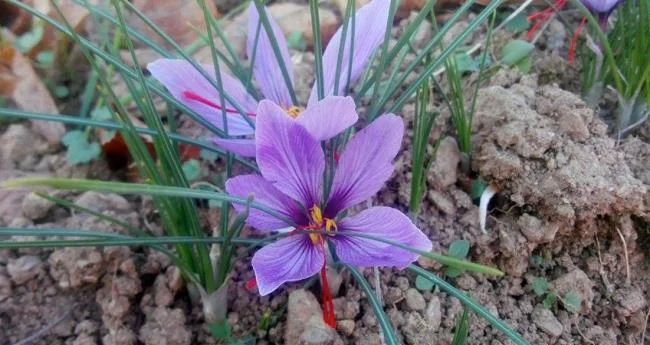 Menggabungkan gambar bunga safron yang paling indah