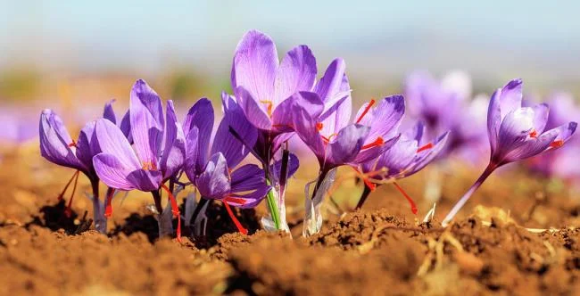 Menggabungkan gambar bunga safron yang paling indah