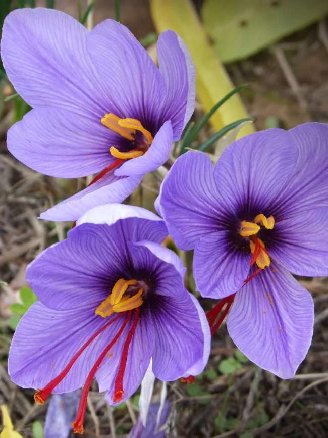 Menggabungkan gambar bunga safron yang paling indah