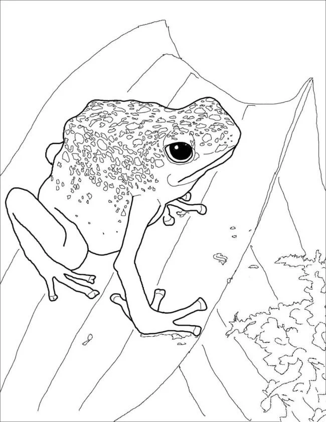 Koleksi mewarnai katak paling indah untuk bayi Anda