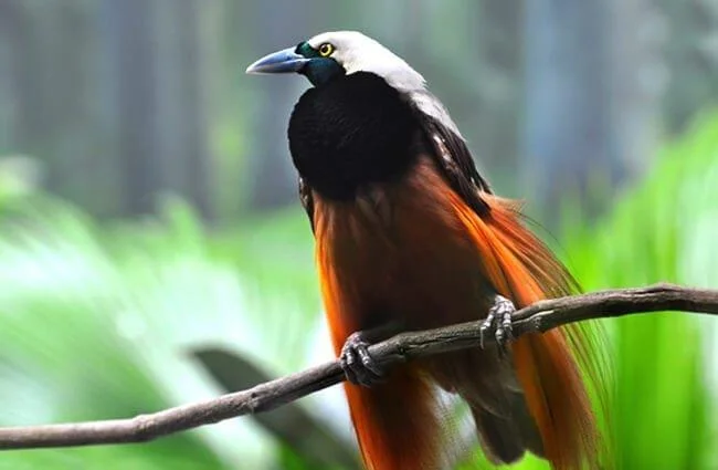Ringkasan burung-burung syurga yang paling indah