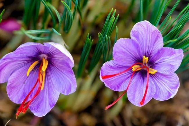 Menggabungkan gambar bunga safron yang paling indah