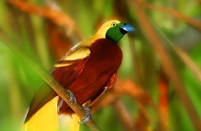 Ringkasan burung-burung syurga yang paling indah
