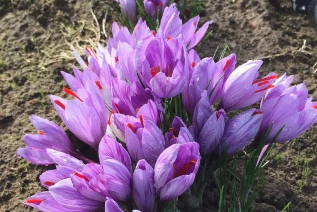 Menggabungkan gambar bunga safron yang paling indah