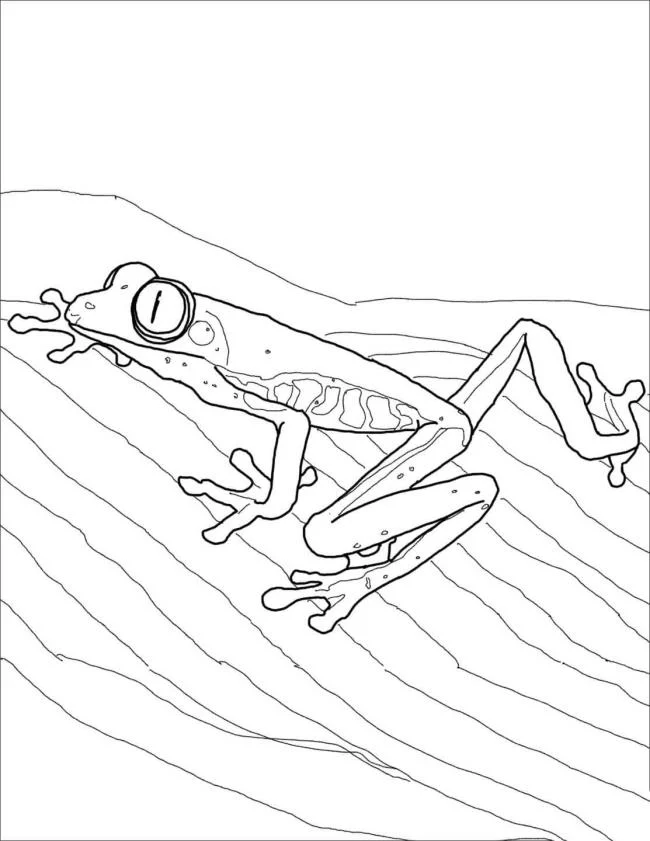 Koleksi mewarnai katak paling indah untuk bayi Anda