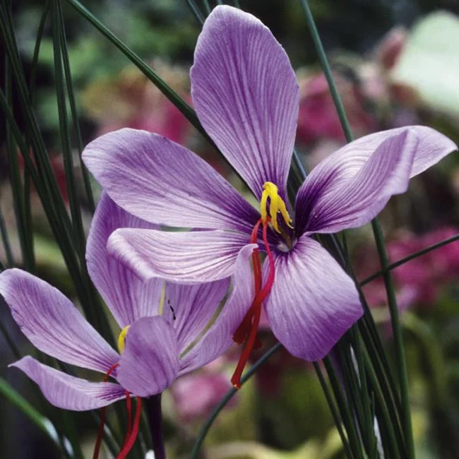 Menggabungkan gambar bunga safron yang paling indah