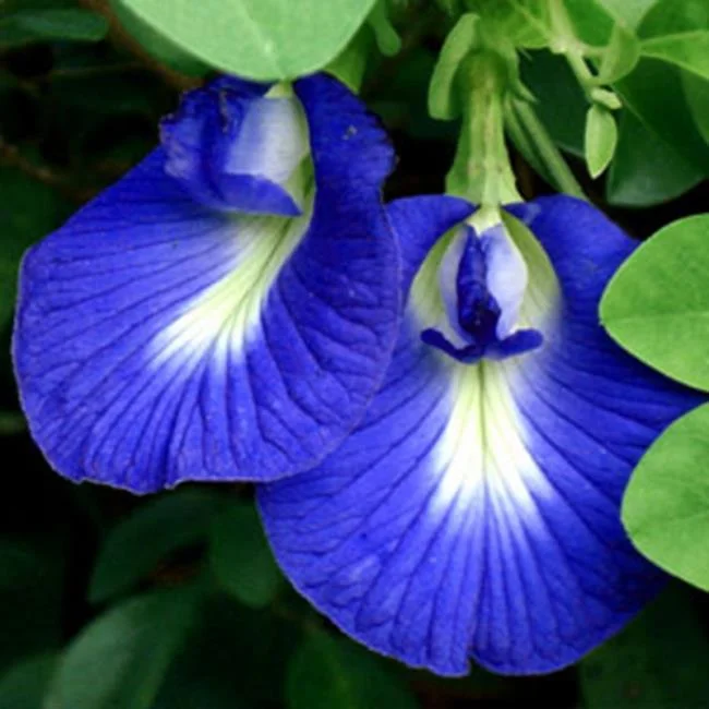 Gambar bunga kacang biru yang indah