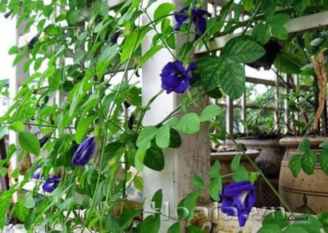 Gambar bunga kacang biru yang indah