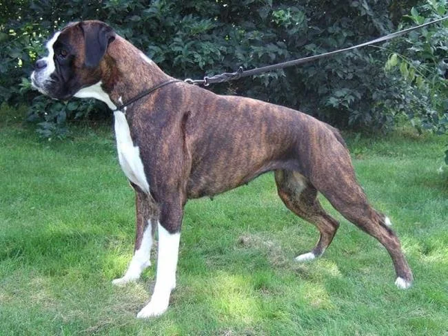 Ringkasan petinju anjing yang paling indah