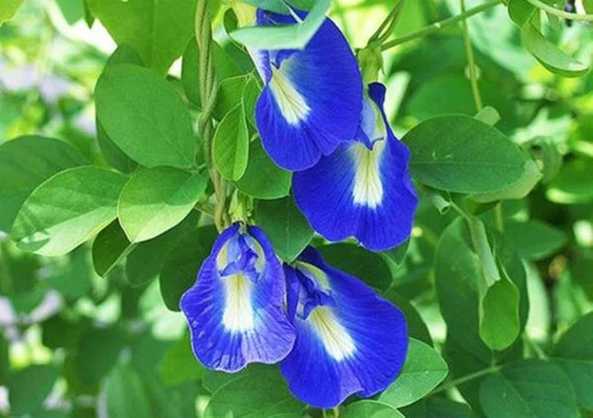 Gambar bunga kacang biru yang indah