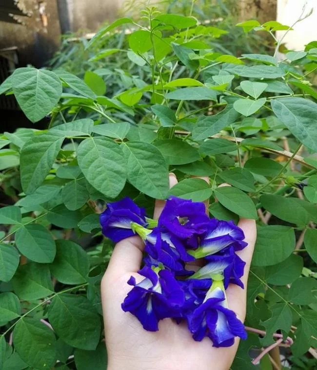 Gambar bunga kacang biru yang indah