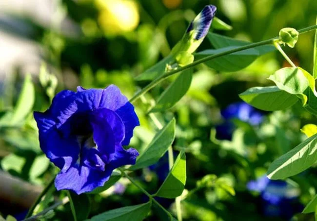 Gambar bunga kacang biru yang indah
