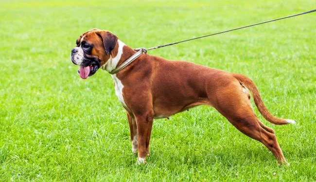 Ringkasan petinju anjing yang paling indah
