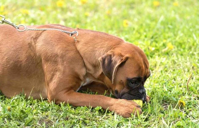 Ringkasan petinju anjing yang paling indah