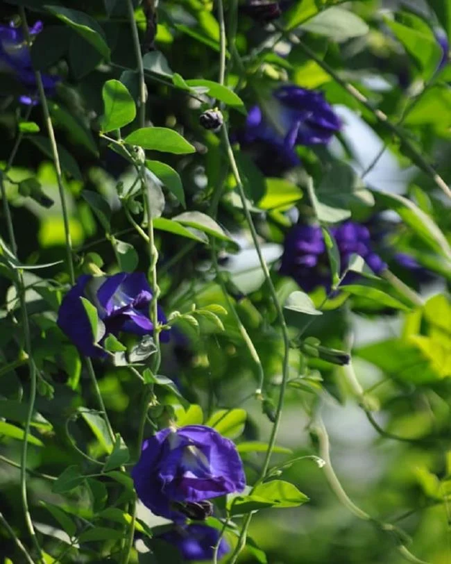 Gambar bunga kacang biru yang indah