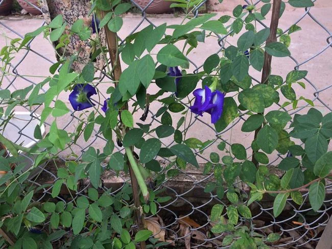 Gambar bunga kacang biru yang indah