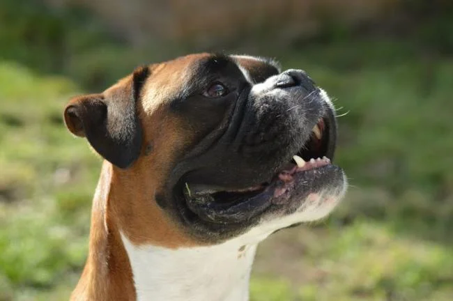 Ringkasan petinju anjing yang paling indah