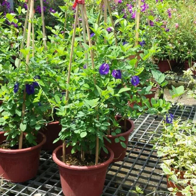 Gambar bunga kacang biru yang indah