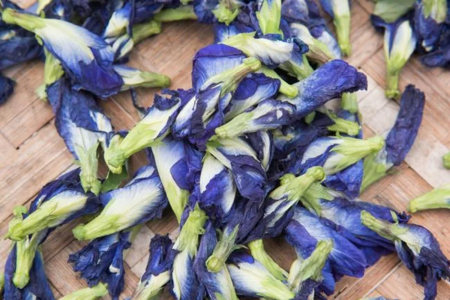 Gambar bunga kacang biru yang indah