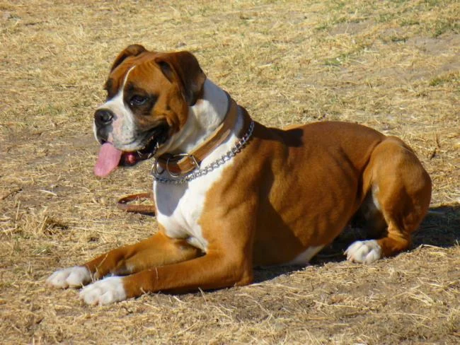 Ringkasan petinju anjing yang paling indah