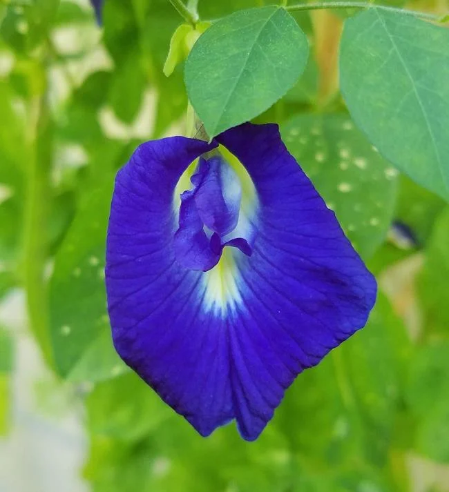 Gambar bunga kacang biru yang indah