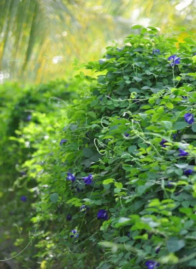 Gambar bunga kacang biru yang indah