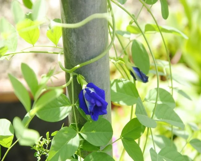 Gambar bunga kacang biru yang indah
