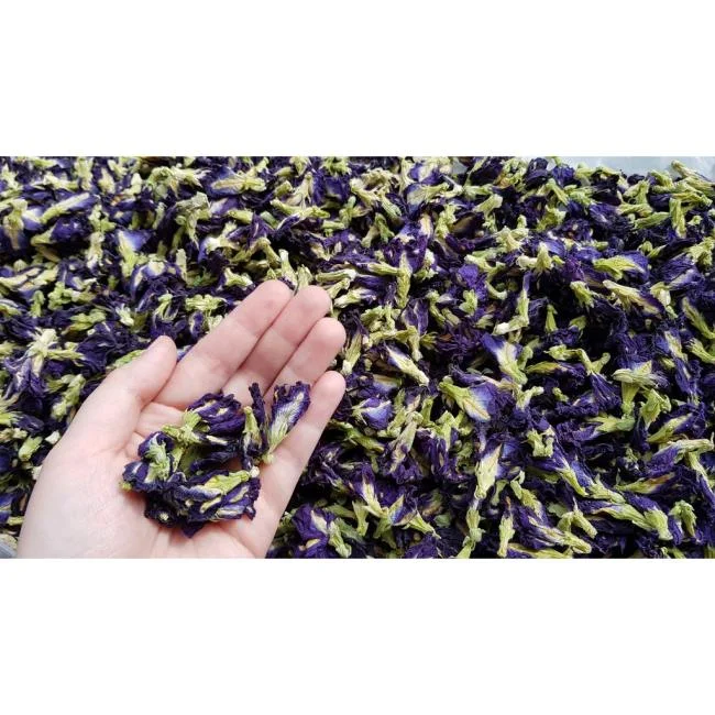 Gambar bunga kacang biru yang indah