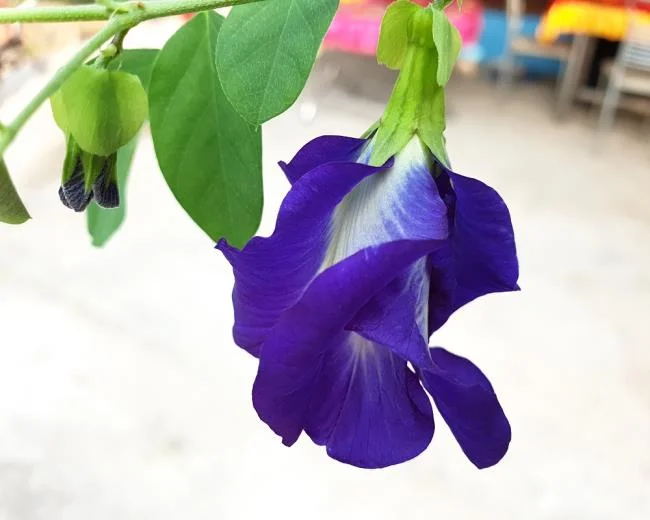 Gambar bunga kacang biru yang indah
