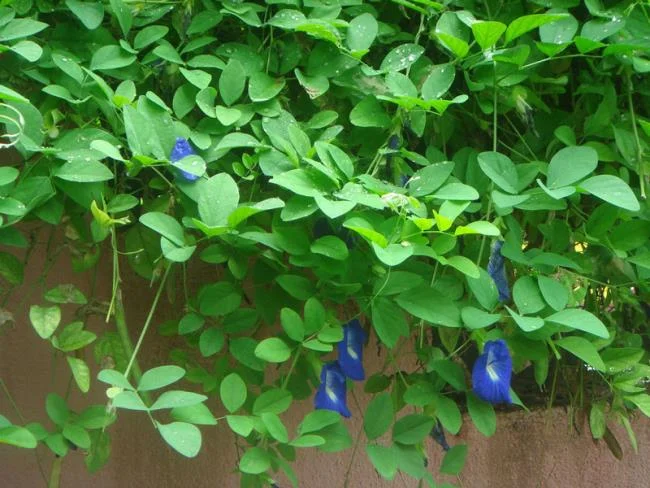 Gambar bunga kacang biru yang indah