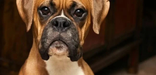 Ringkasan petinju anjing yang paling indah