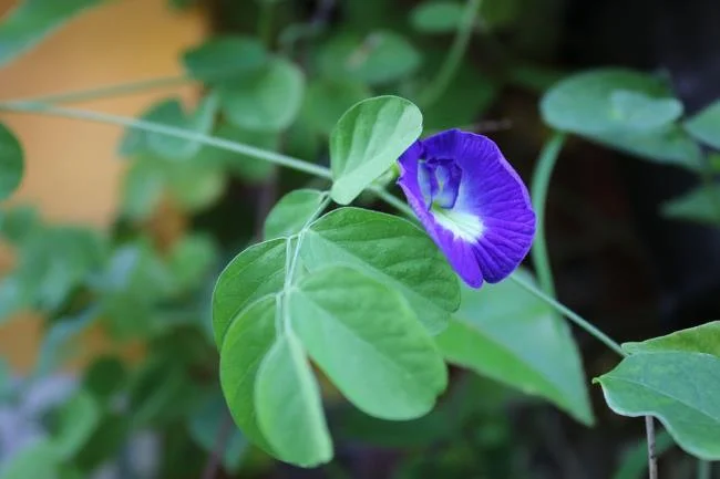 Gambar bunga kacang biru yang indah